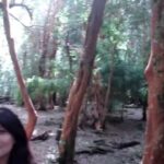 Bariloche & Arrayan Forest - Alpine dream in Patagonia Bariloche & Arrayan Forest – Alpine dream in Patagonia