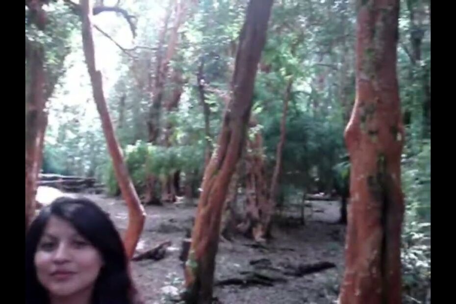 Bariloche & Arrayan Forest – Alpine dream in Patagonia