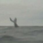 Puerto López – Whales of the Pacific Puerto López – Whales of the Pacific