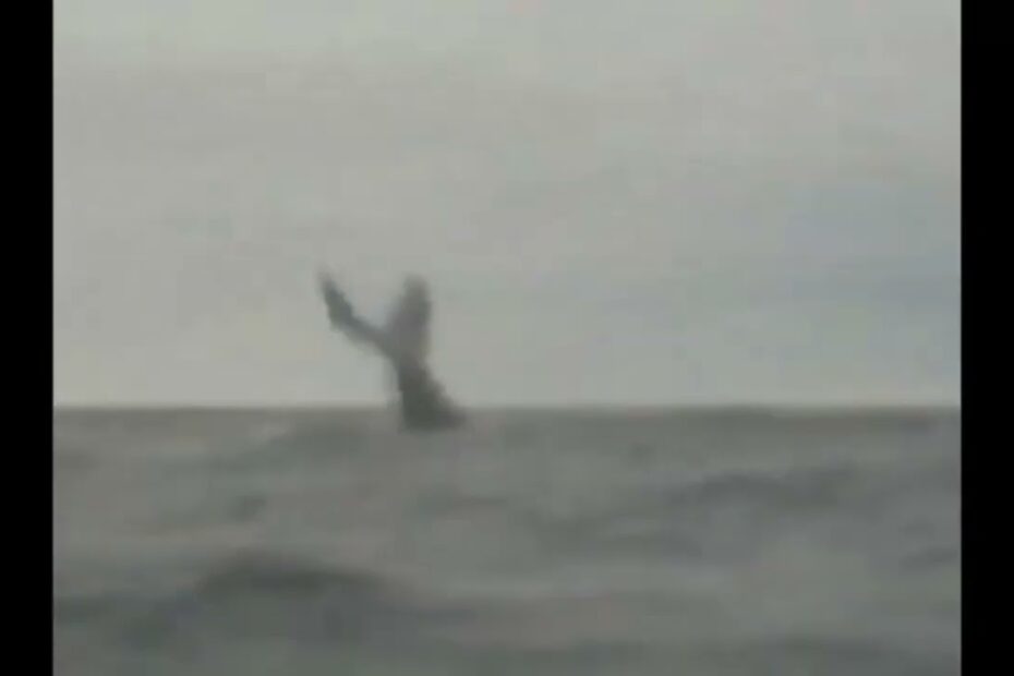 Puerto López – Whales of the Pacific Puerto López – Whales of the Pacific
