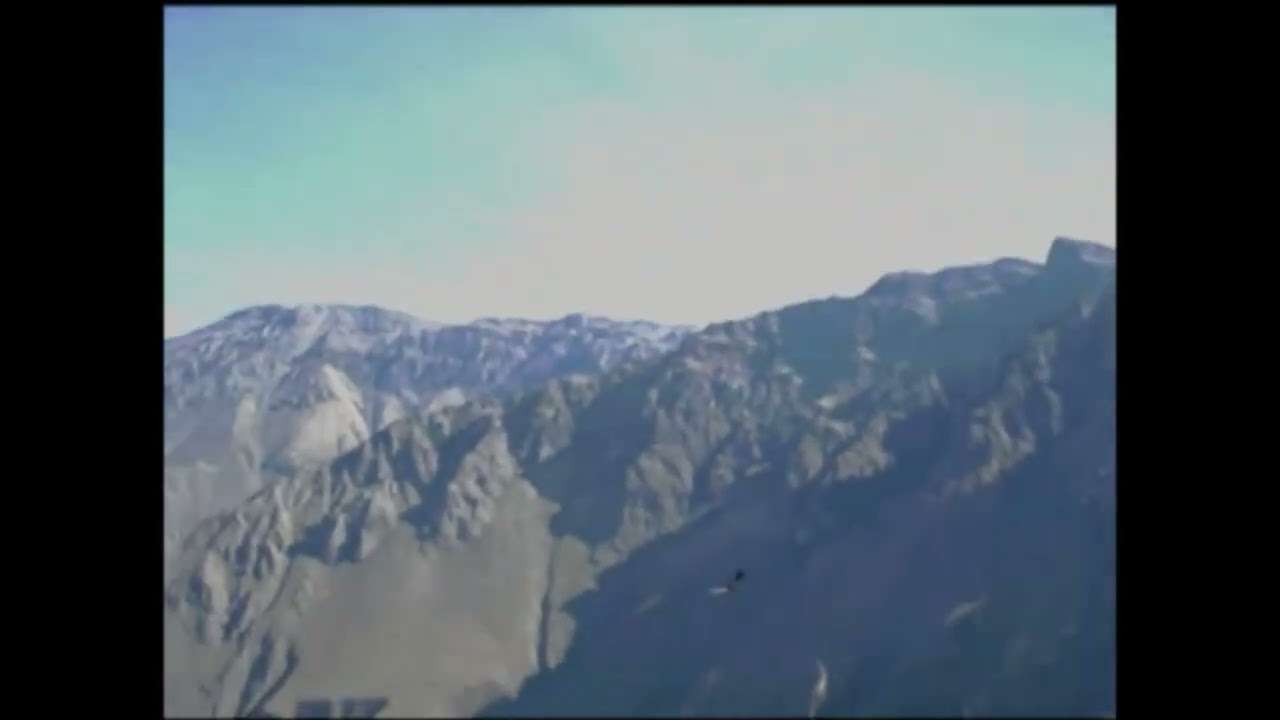 Condors in Colca Canyon