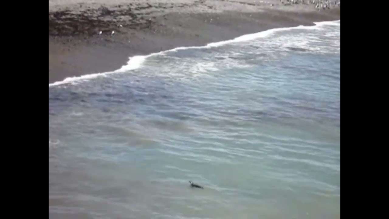 Puerto Madryn – Punta Tombo Patagonia