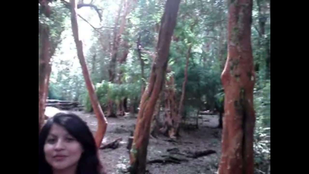 Arayan Forest Bariloche