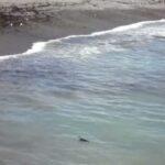 Puerto Madryn & Punta Tombo – Patagonia’s Living Shores